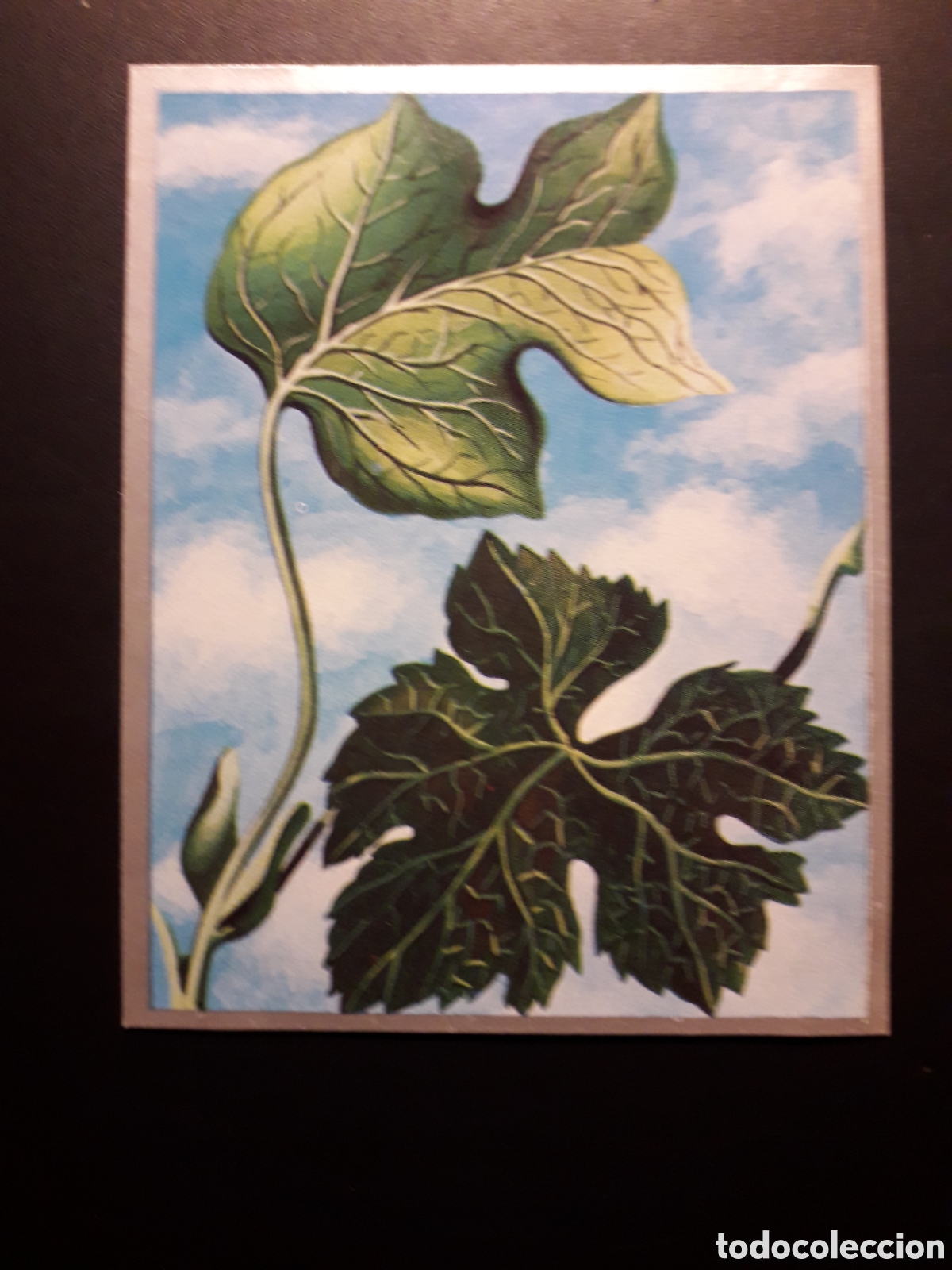 Sammeln alte Sammelbilder: FORMAS DE HOJAS, ZOOLOG&Iacute;A Y BOT&Aacute;NICA N&deg; 285 ED MAGA 1969 DESPEGADO PEDIDO M&Iacute;NIMO 3&euro;