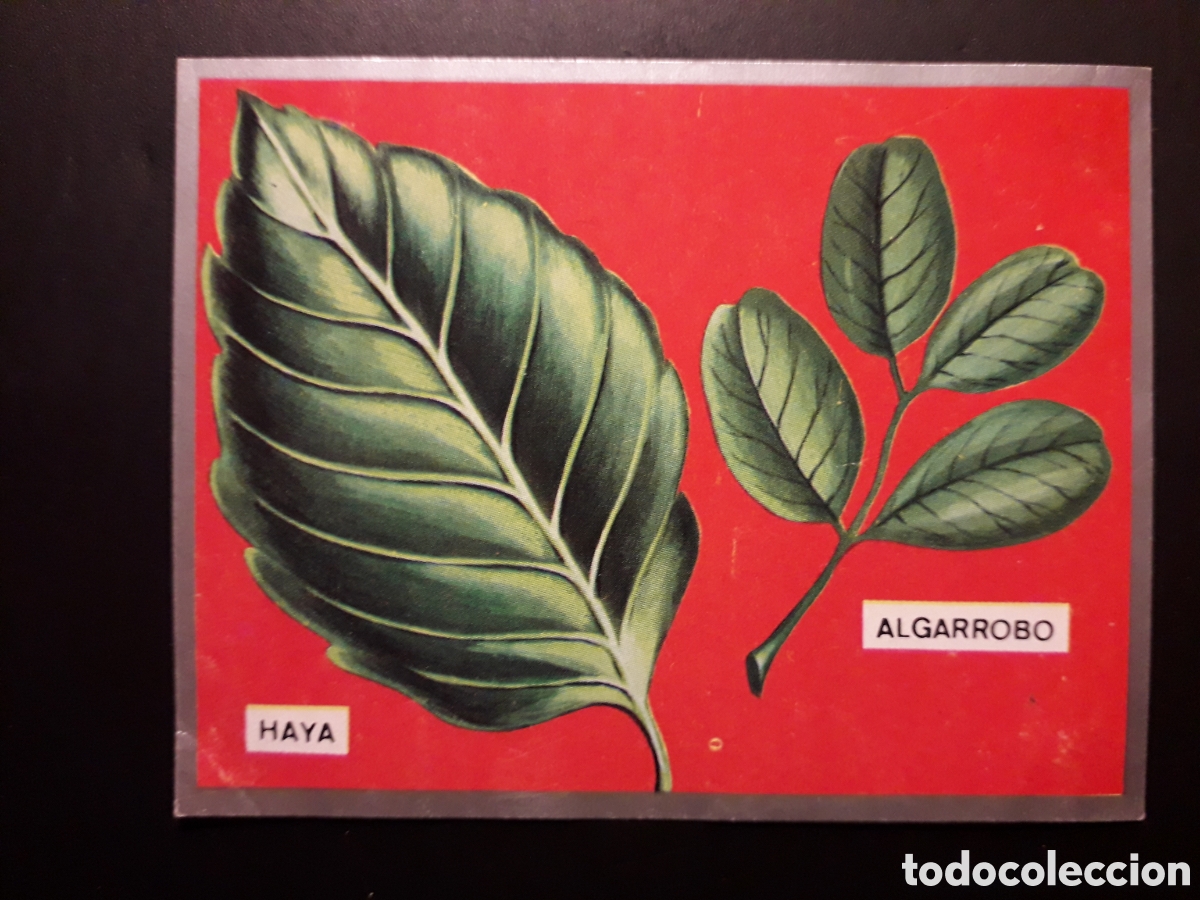 Sammeln alte Sammelbilder: FORMAS DE HOJAS, ZOOLOG&Iacute;A Y BOT&Aacute;NICA N&deg; 286 ED MAGA 1969 DESPEGADO PEDIDO M&Iacute;NIMO 3&euro;