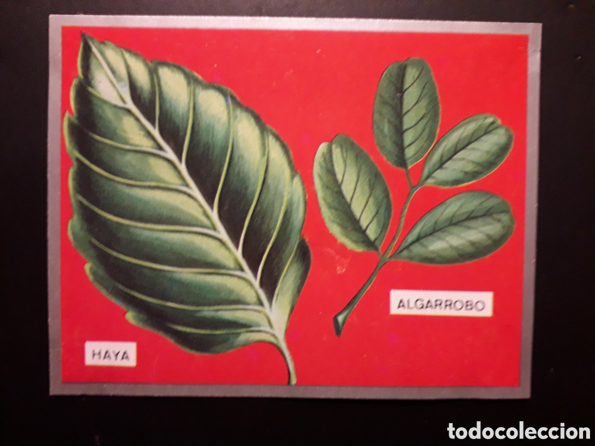 Sammeln alte Sammelbilder: FORMAS DE HOJAS, ZOOLOG&Iacute;A Y BOT&Aacute;NICA N&deg; 286 ED MAGA 1969 DESPEGADO RAJITA EN ESQUINA PEDIDO M&Iacute;NIM 3&euro;