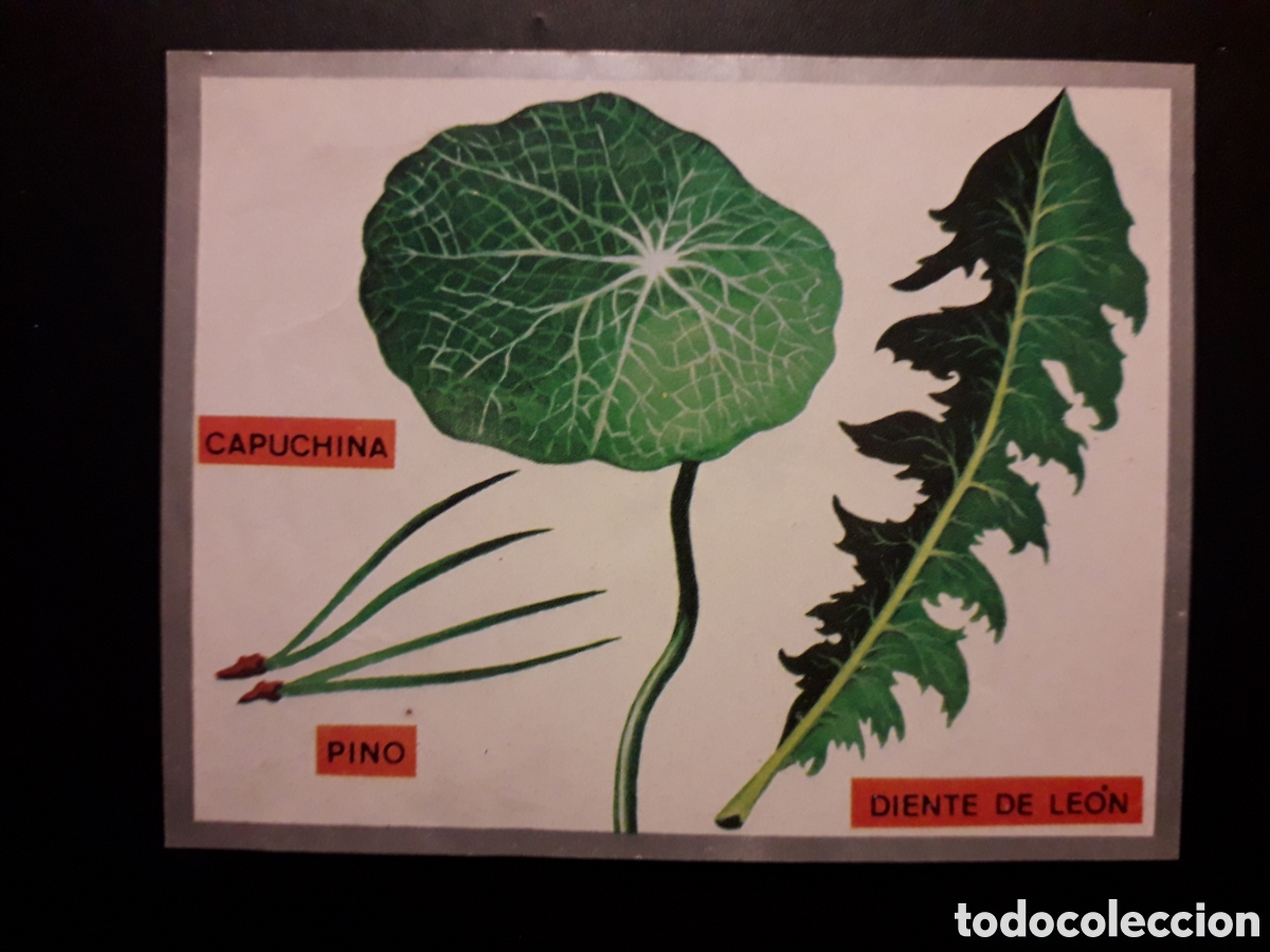 Sammeln alte Sammelbilder: FORMAS DE HOJAS, ZOOLOG&Iacute;A Y BOT&Aacute;NICA N&deg; 287 ED MAGA 1969 DESPEGADO PEDIDO M&Iacute;NIMO 3&euro;