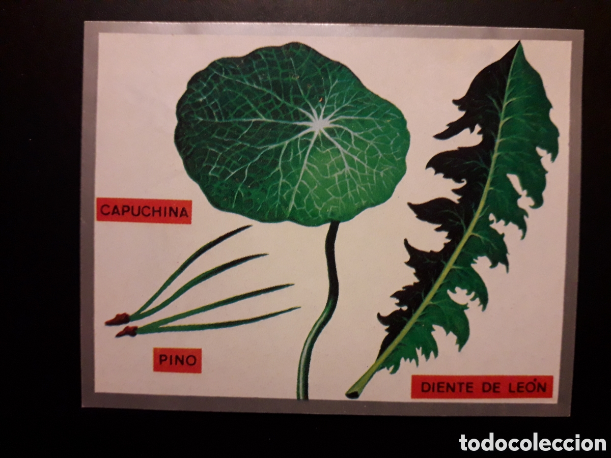 Sammeln alte Sammelbilder: FORMAS DE HOJAS, ZOOLOG&Iacute;A Y BOT&Aacute;NICA N&deg; 287 ED MAGA 1969 DESPEGADO PEDIDO M&Iacute;NIMO 3&euro;