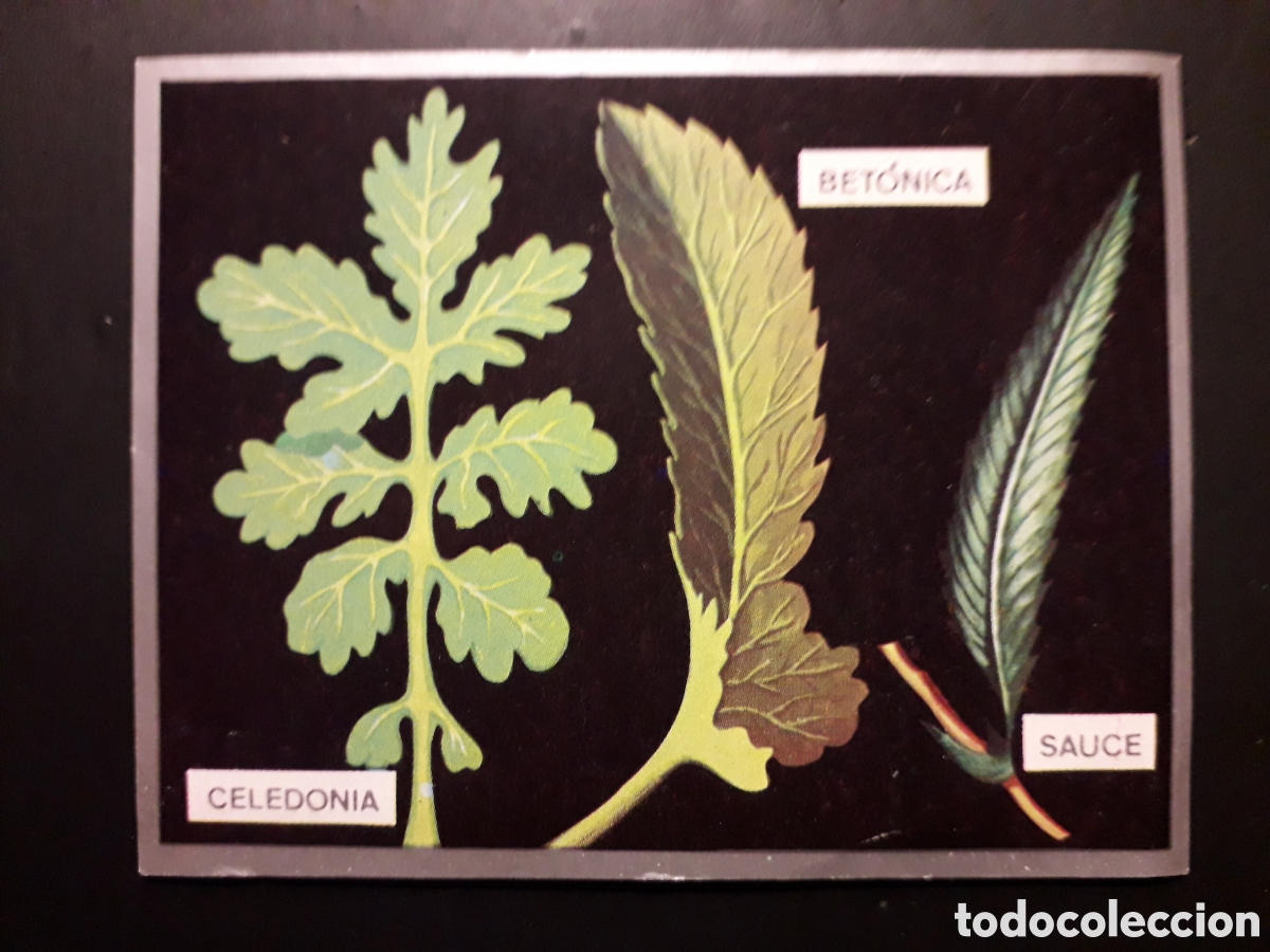 Sammeln alte Sammelbilder: FORMAS DE HOJAS, ZOOLOG&Iacute;A Y BOT&Aacute;NICA N&deg; 288 ED MAGA 1969 DESPEGADO PEDIDO M&Iacute;NIMO 3&euro;