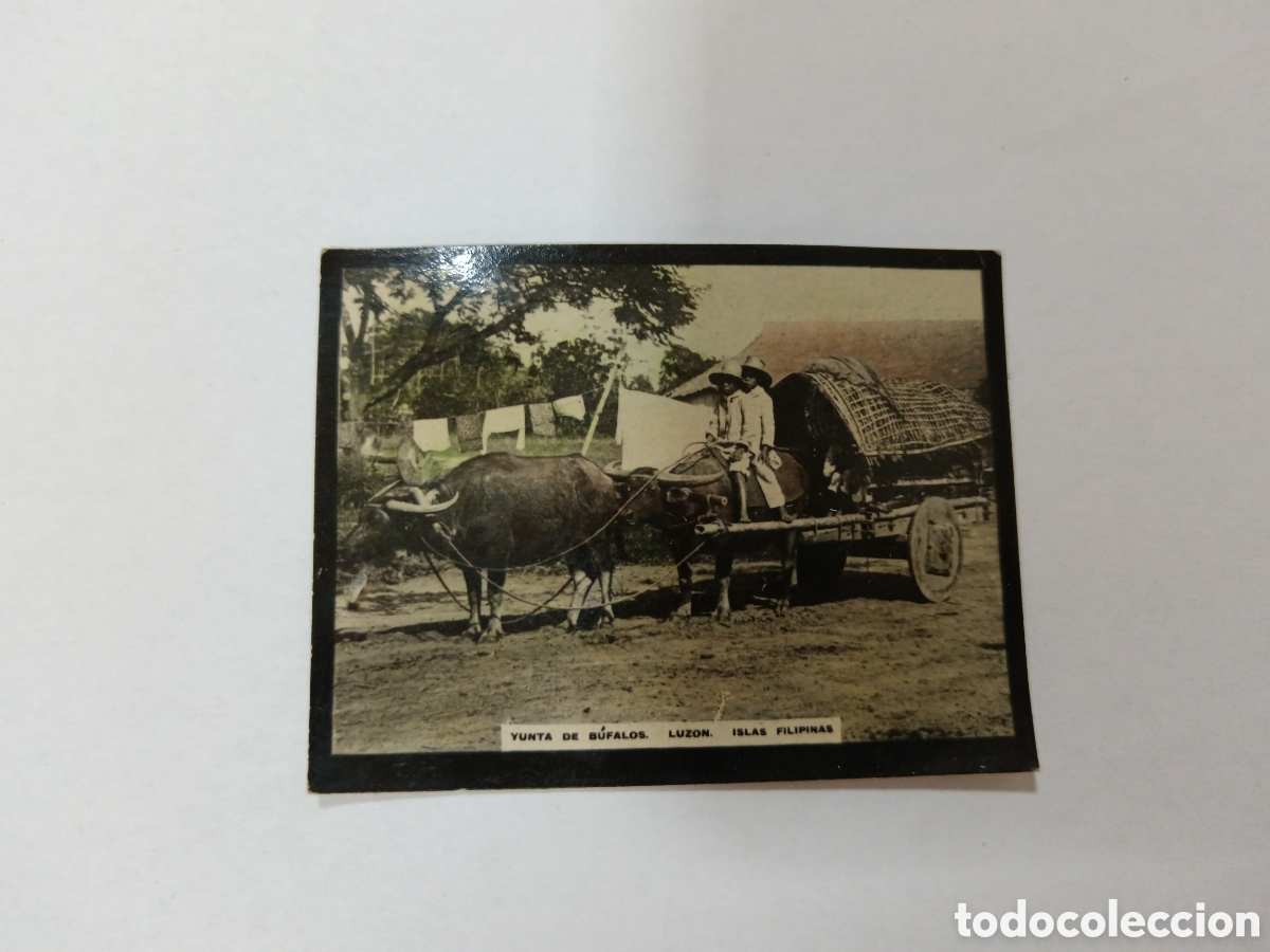 Coleccionismo cromos antiguos: 1908 YUNTA DE B&Uacute;FALOS LUZON N&deg; 169 ALBUM UNIVERSAL SUSINI
