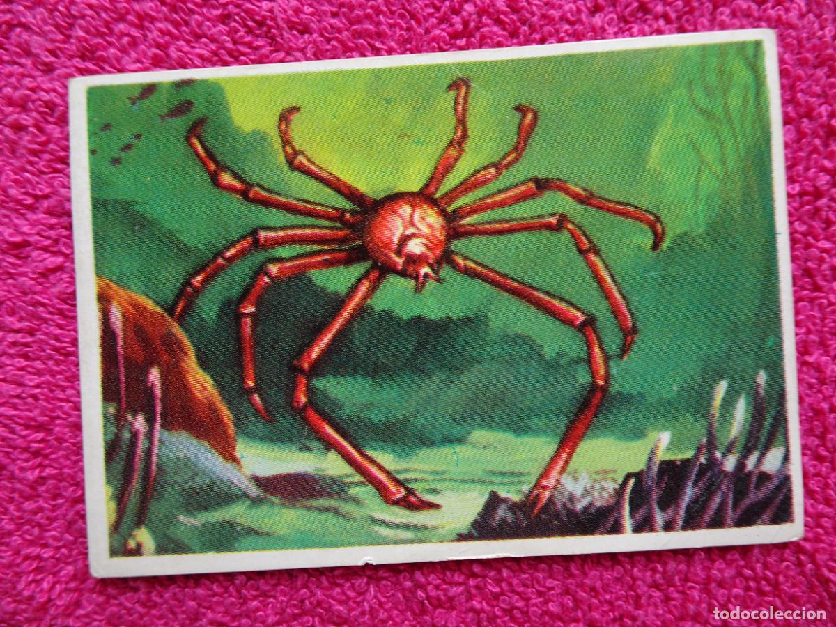 Coleccionismo Cromos antiguos: 137 historia natural cangrejo ara&ntilde;a gigante editorial bruguera 1967