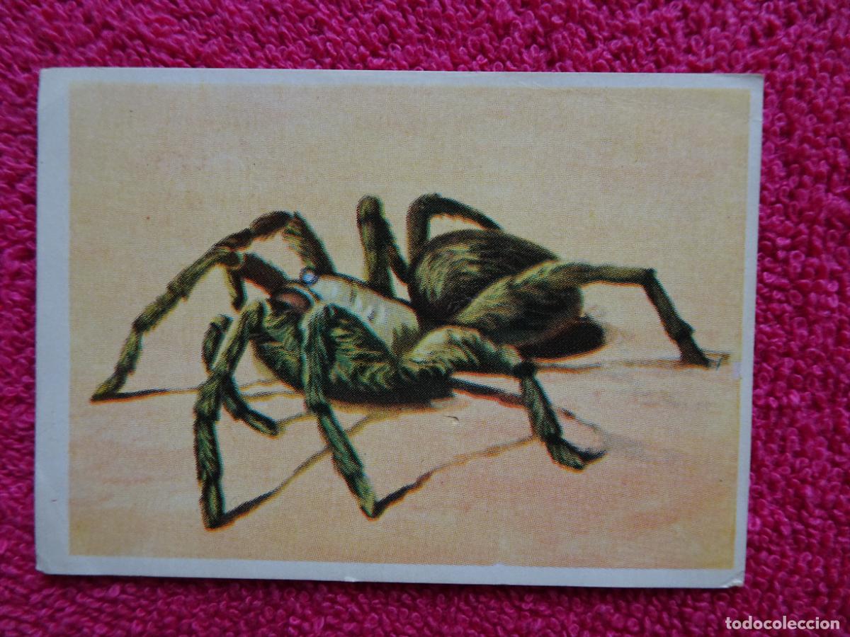 Coleccionismo Cromos antiguos: 135 historia natural tar&aacute;ntula editorial bruguera 1967