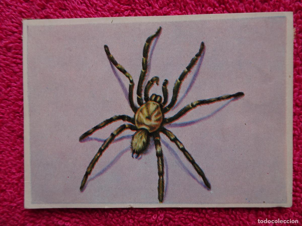 Coleccionismo Cromos antiguos: 134 historia natural migala alba&ntilde;il editorial bruguera 1967