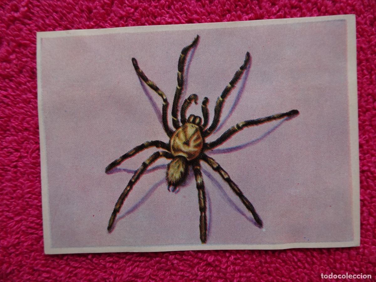 Coleccionismo Cromos antiguos: 134 historia natural migala alba&ntilde;il editorial bruguera 1967