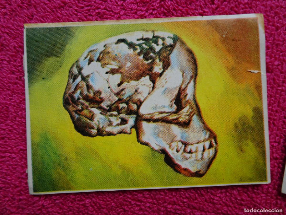Coleccionismo Cromos antiguos: 128 historia natural australopiteco africano de taung editorial bruguera 1967
