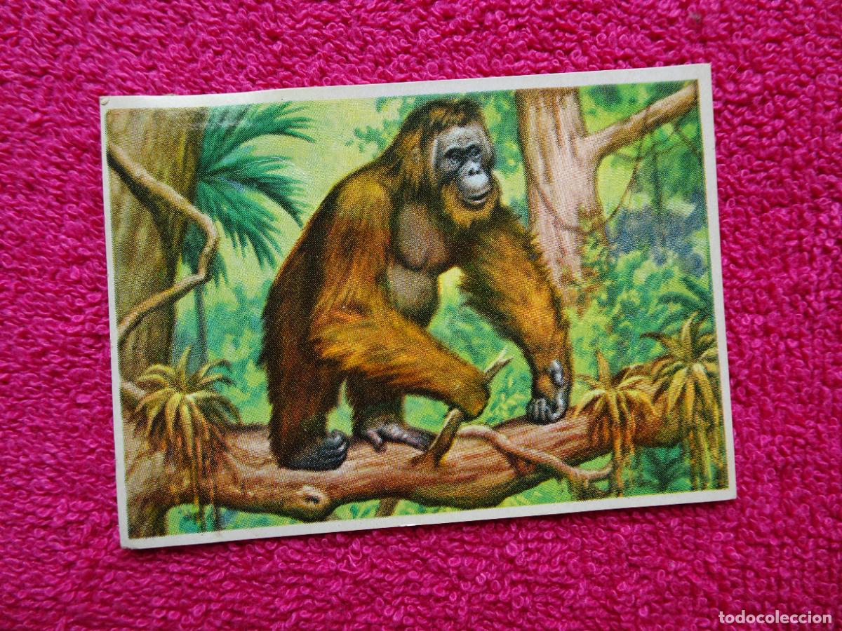 Coleccionismo Cromos antiguos: 123 historia natural orangut&aacute;n editorial bruguera 1967