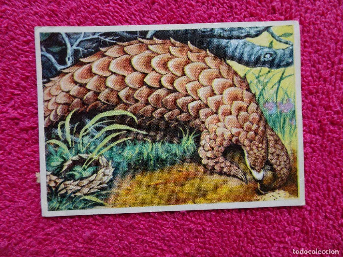 Coleccionismo Cromos antiguos: 108 historia natural pangol&iacute;n editorial bruguera 1967