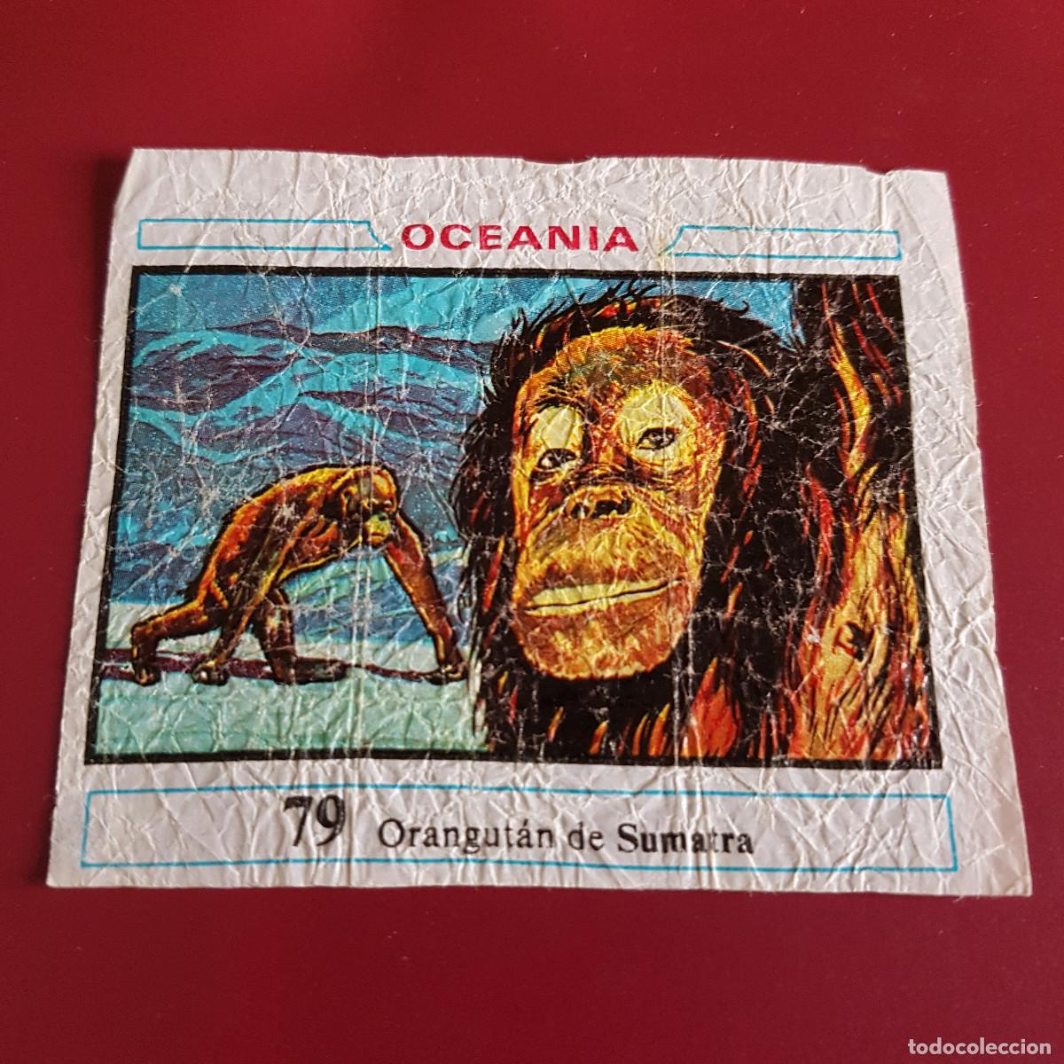 Coleccionismo cromos antiguos: DUNKIN - OCEANIA - UN CROMO - 79 - Foto 1
