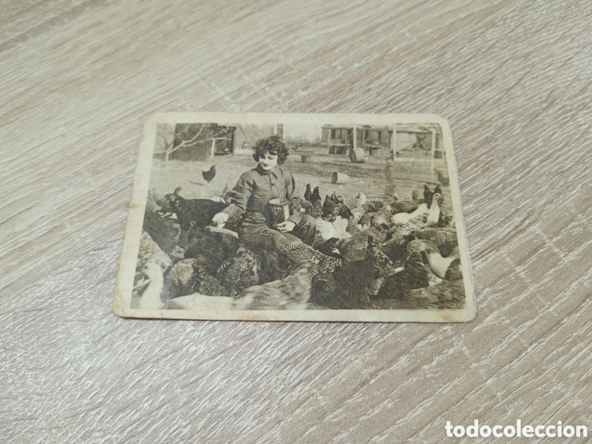 Colecionismo Cromos antigos: VIOLA DANA # 1 CHOCOLATES AMATLLER A&Ntilde;OS 20