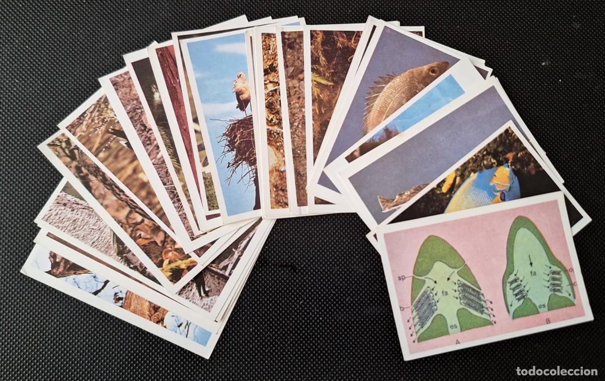 Sammeln alte Sammelbilder: LOTE 26 CROMOS COLECCION CATALUNYA - EL MON ANIMAL -FAUNA II - TODOS DIFERENTES - NUEVOS