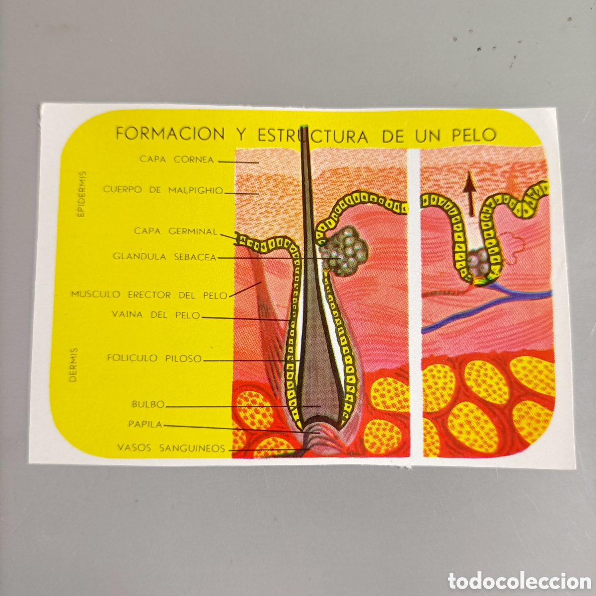 Coleccionismo cromos antiguos: ANTIGUO CROMO, NUNCA PEGADO. PELOS