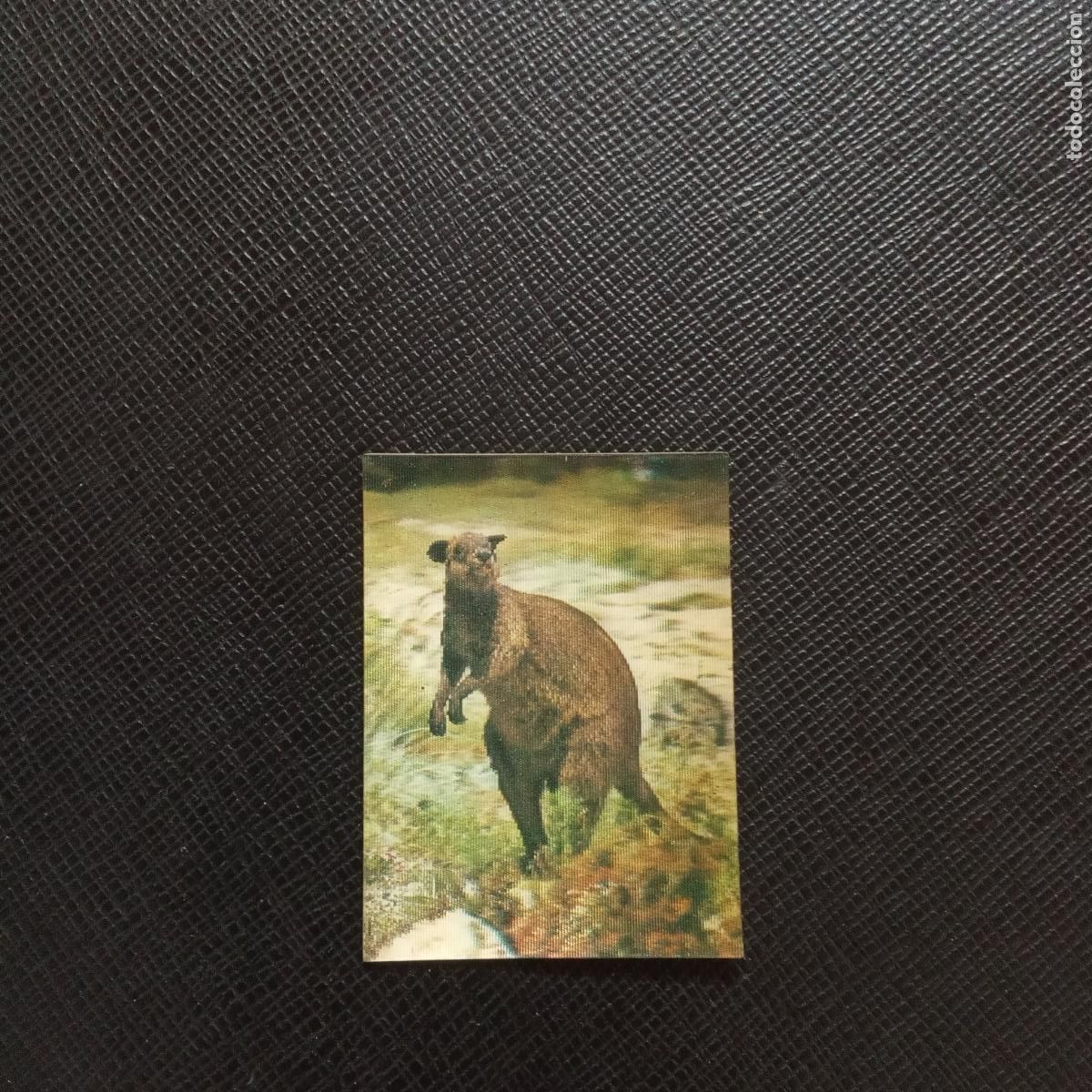 Coleccionismo Cromos antiguos: 42 KANGURO DE MONTA&Ntilde;A PANRICO EL MUNDO DE LOS ANIMALES SALVAJES EN 3 DIMENSIONES SIN PEGAR - A14 PG1