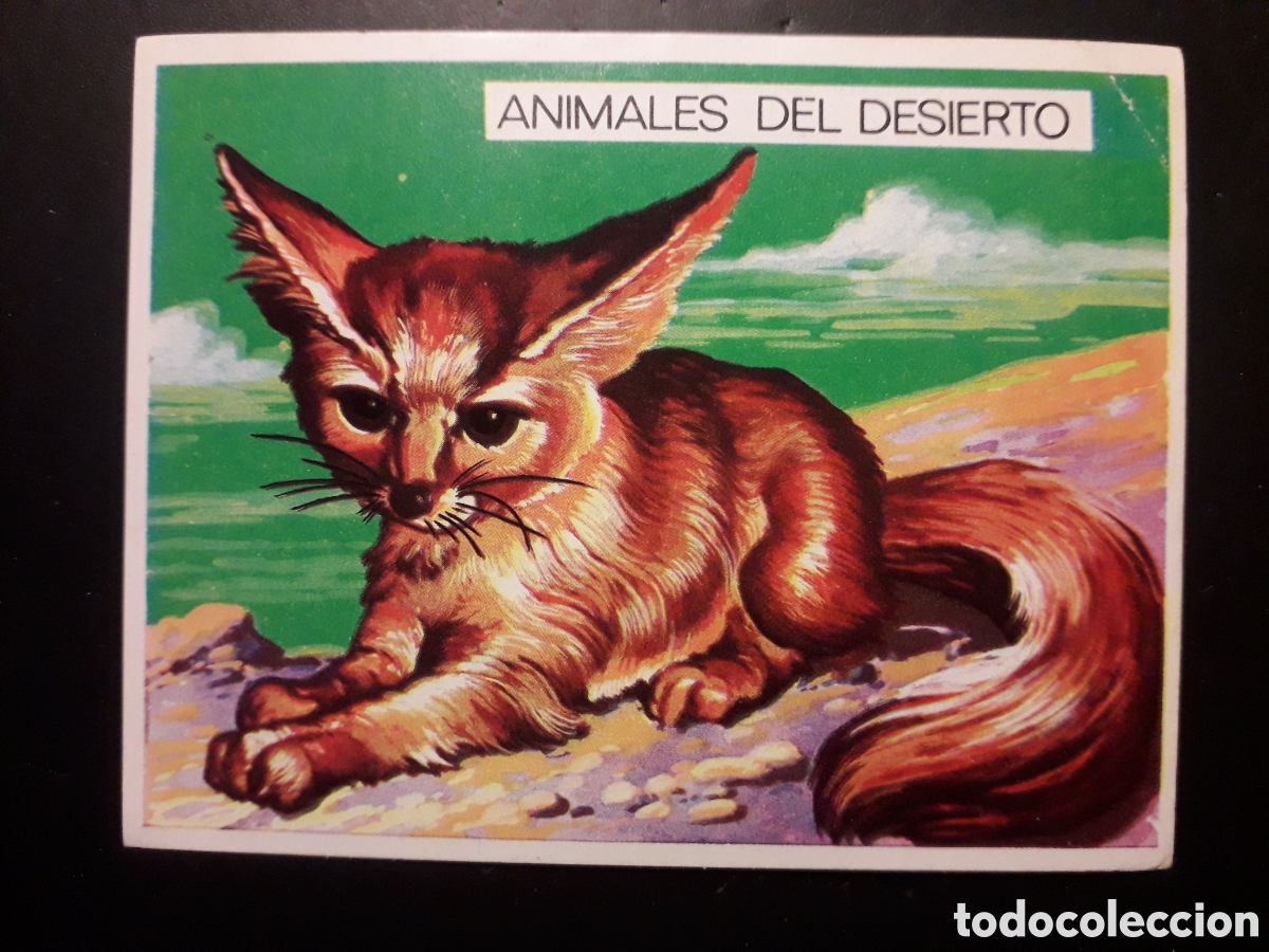 Collectionnisme Cartes &agrave; collectionner anciennes: FENEC. NATURALEZA Y EL HOMBRE. MAGA 1967 N&deg; 190 SIN PEGAR. FOTOS. PEDIDO M&Iacute;NIMO 3 &euro;