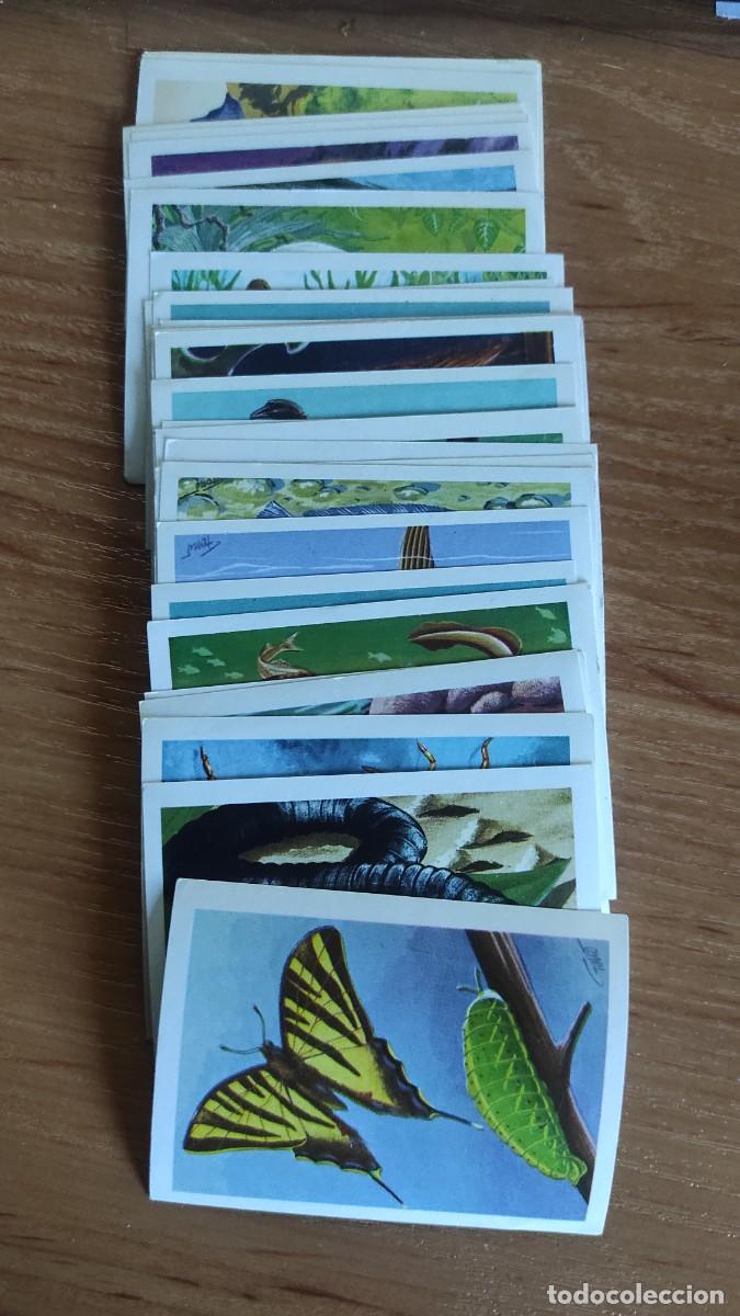 Coleccionismo Cromos antiguos: Lote unos 35 cromos Mundo animal. 1967 Fher. Sin pegar sin repetir