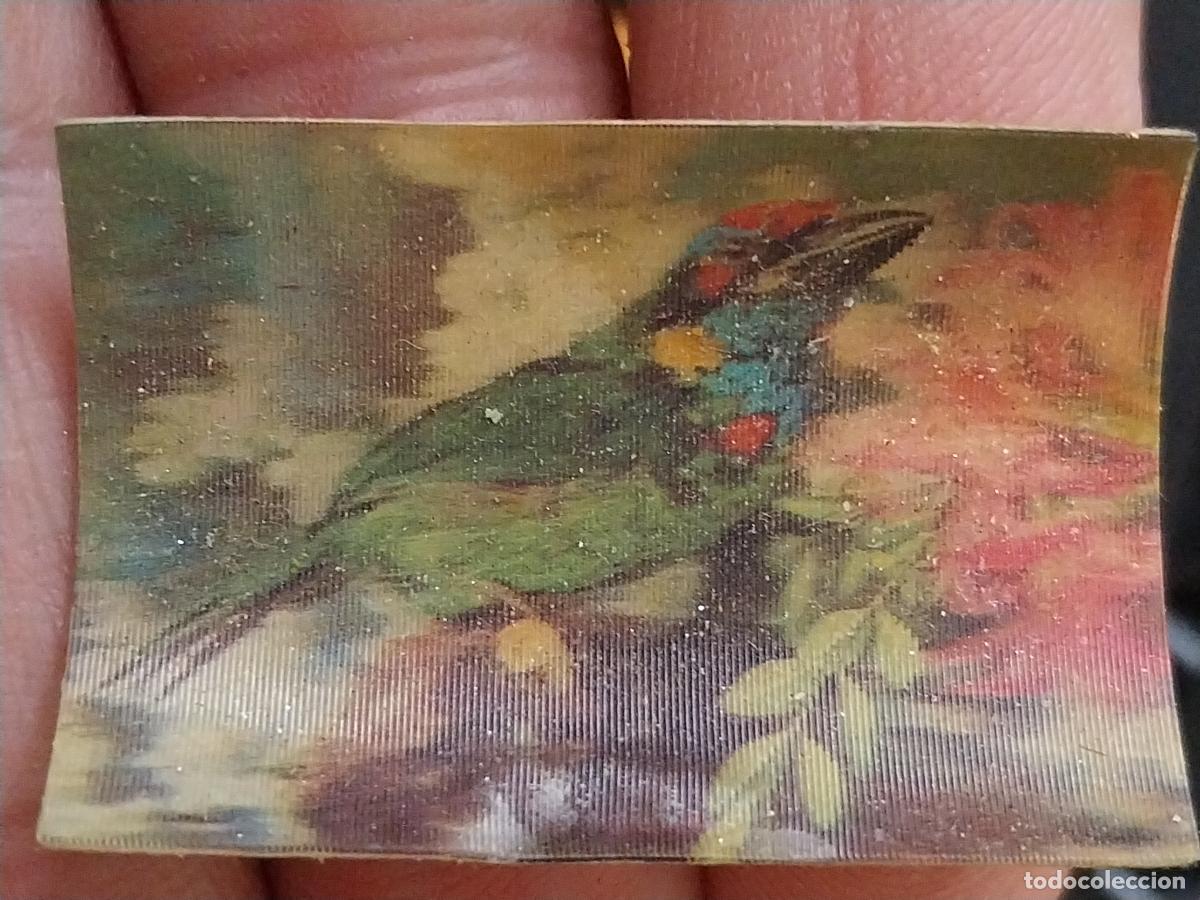 Coleccionismo Cromos antiguos: PANRICO BARBUDO GARGANTA AZUL A&Ntilde;O 1975 CROMO 32 SIN PEGAR NUNCA ANIMALES TRES DIMENSIONES 2.7X4CMS