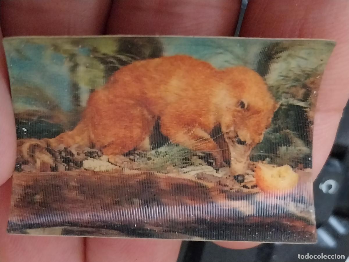 Coleccionismo Cromos antiguos: PANRICO COATI ROJO A&Ntilde;O 1975 CROMO 50 SIN PEGAR NUNCA ANIMALES TRES DIMENSIONES 3.3X4.5CMS