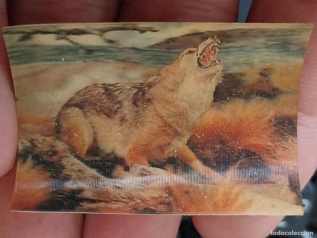 Coleccionismo Cromos antiguos: PANRICO CHACAL A&Ntilde;O 1975 CROMO 46 SIN PEGAR NUNCA ANIMALES TRES DIMENSIONES 3.3X4.5CMS