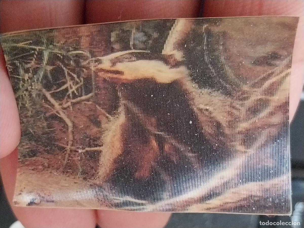 Coleccionismo Cromos antiguos: PANRICO TEJON A&Ntilde;O 1975 CROMO 32 SIN PEGAR NUNCA ANIMALES TRES DIMENSIONES 3.3X4.5CMS