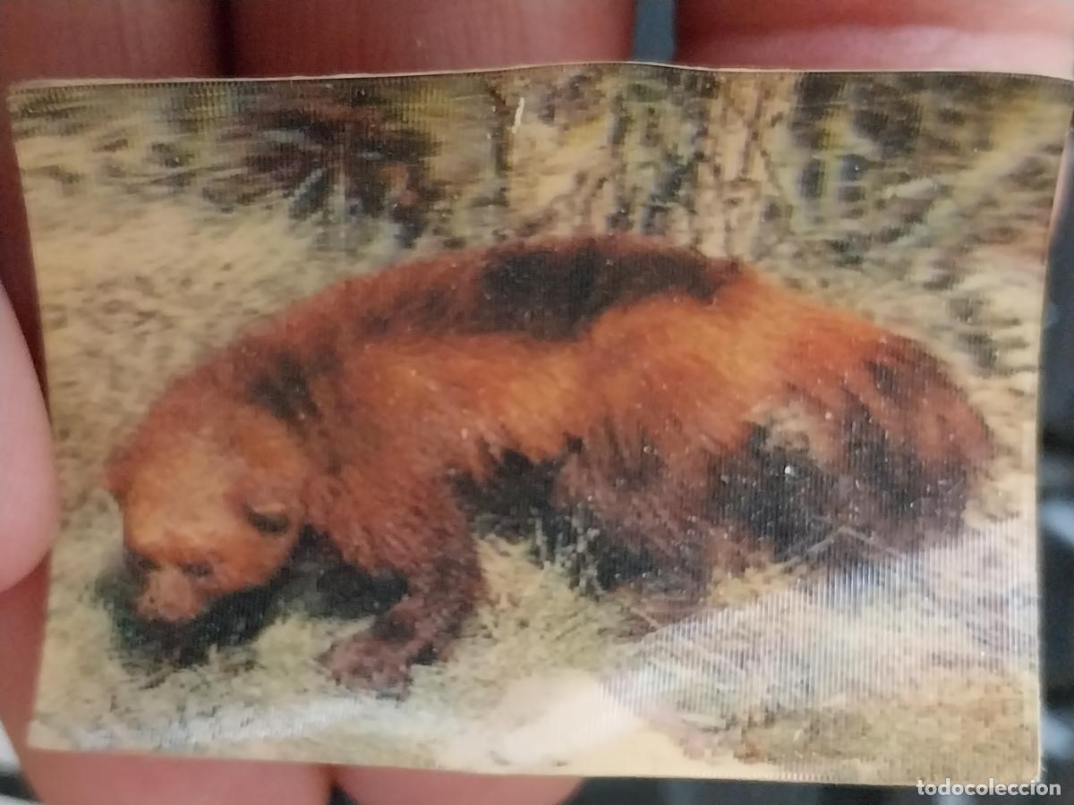 Coleccionismo Cromos antiguos: PANRICO GLOTON A&Ntilde;O 1975 CROMO 31 SIN PEGAR NUNCA ANIMALES TRES DIMENSIONES 3.3X4.5CMS