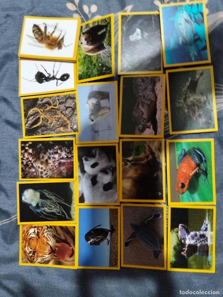Colecionismo Cromos antigos: lote de 60 cromos distintos NATIONAL GEOGRAPHIC 2012 -- LEER ANUNCIO