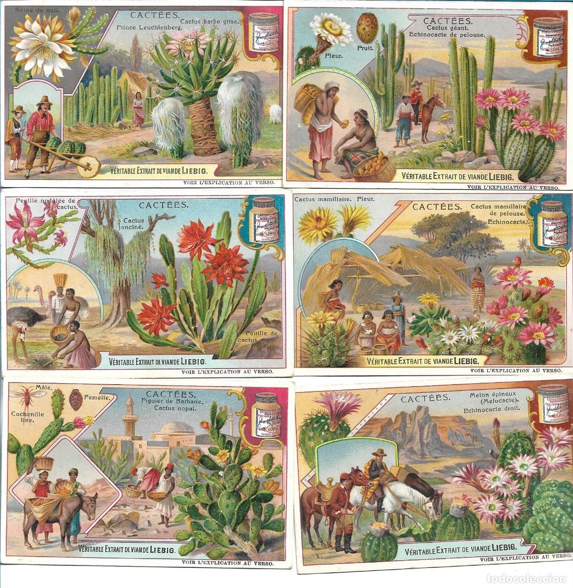 Collectable Antique Stickers: LIEBIG SANGUINETTI NUMERO 882