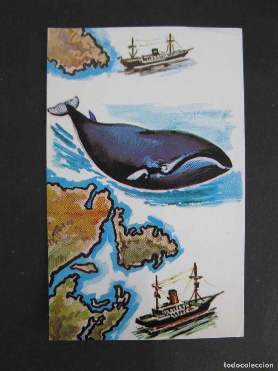 Coleccionismo Cromos antiguos: NUESTRO MUNDO - CROMO N&ordm; 133 - BALLENA - BIMBO - NUNCA PEGADO.