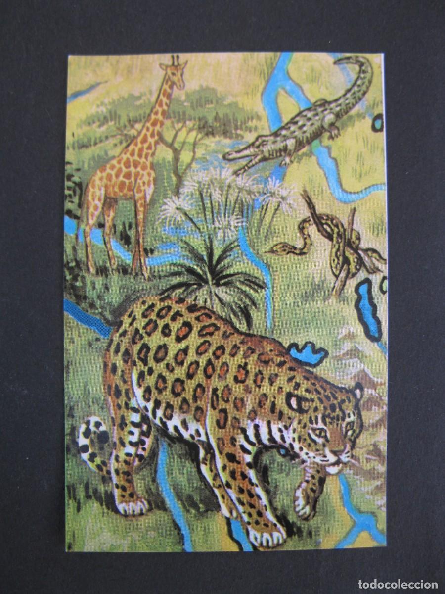 Coleccionismo Cromos antiguos: NUESTRO MUNDO - CROMO N&ordm; 104 - JIRAFA, COCODRILO, SERPIENTE PIT&Oacute;N Y LEOPARDO - BIMBO - NUNCA PEGADO.