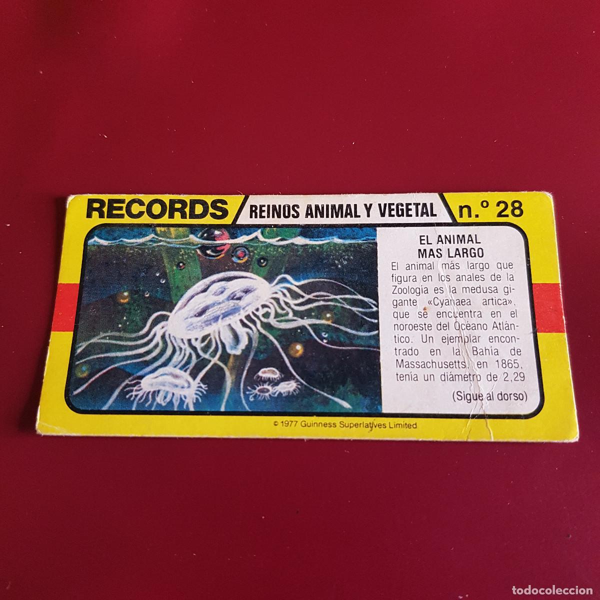 Coleccionismo Cromos antiguos: BIMBO - LOS RECORDS DEL MUNDO - REINOS ANIMAL Y VEGETAL 28