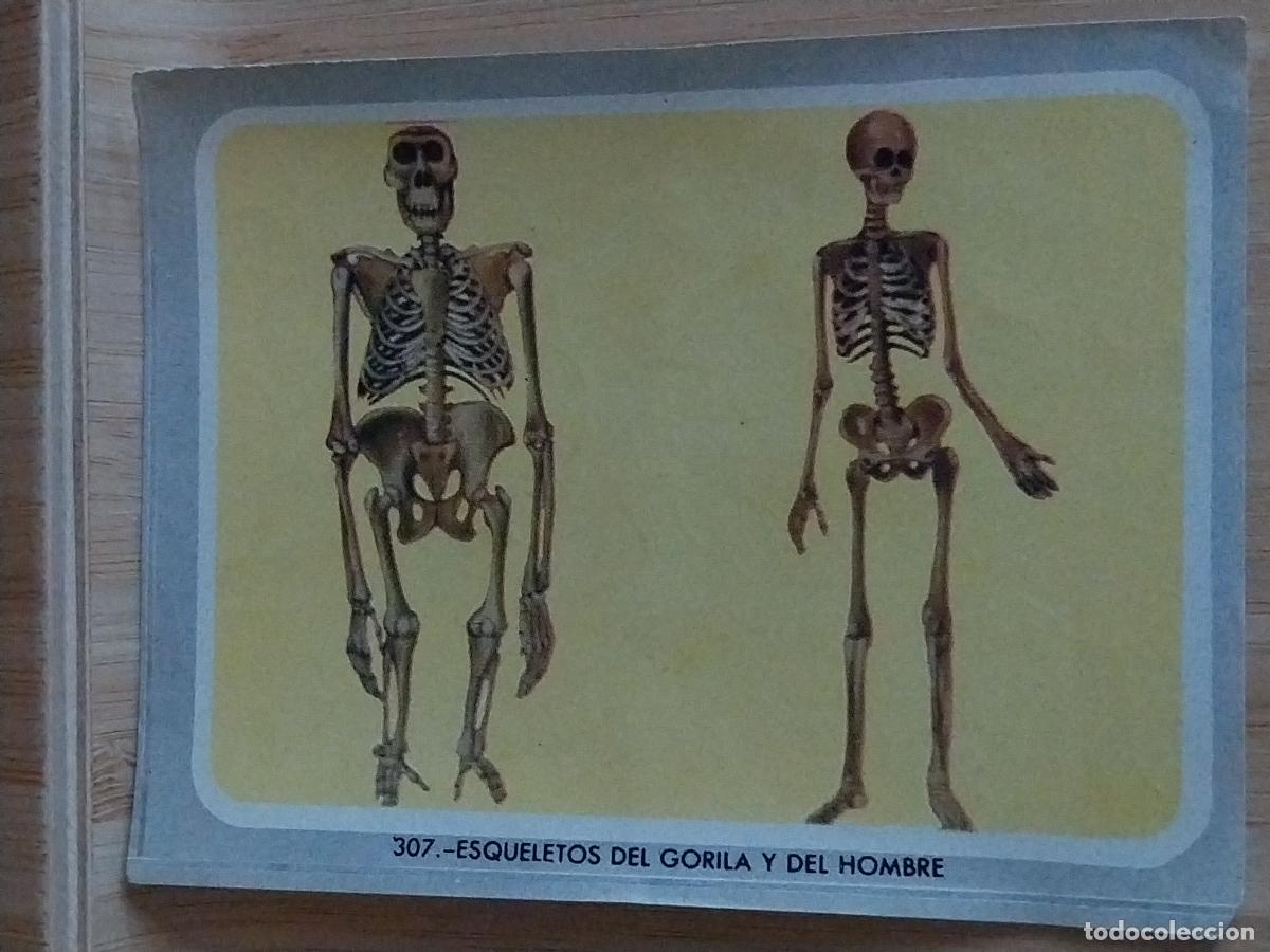 Coleccionismo Cromos antiguos: VIDA Y COLOR A&Ntilde;O 1965 CROMO 307 ESQUELETO GORILA Y HOMBRE SIN PEGAR NUNCA