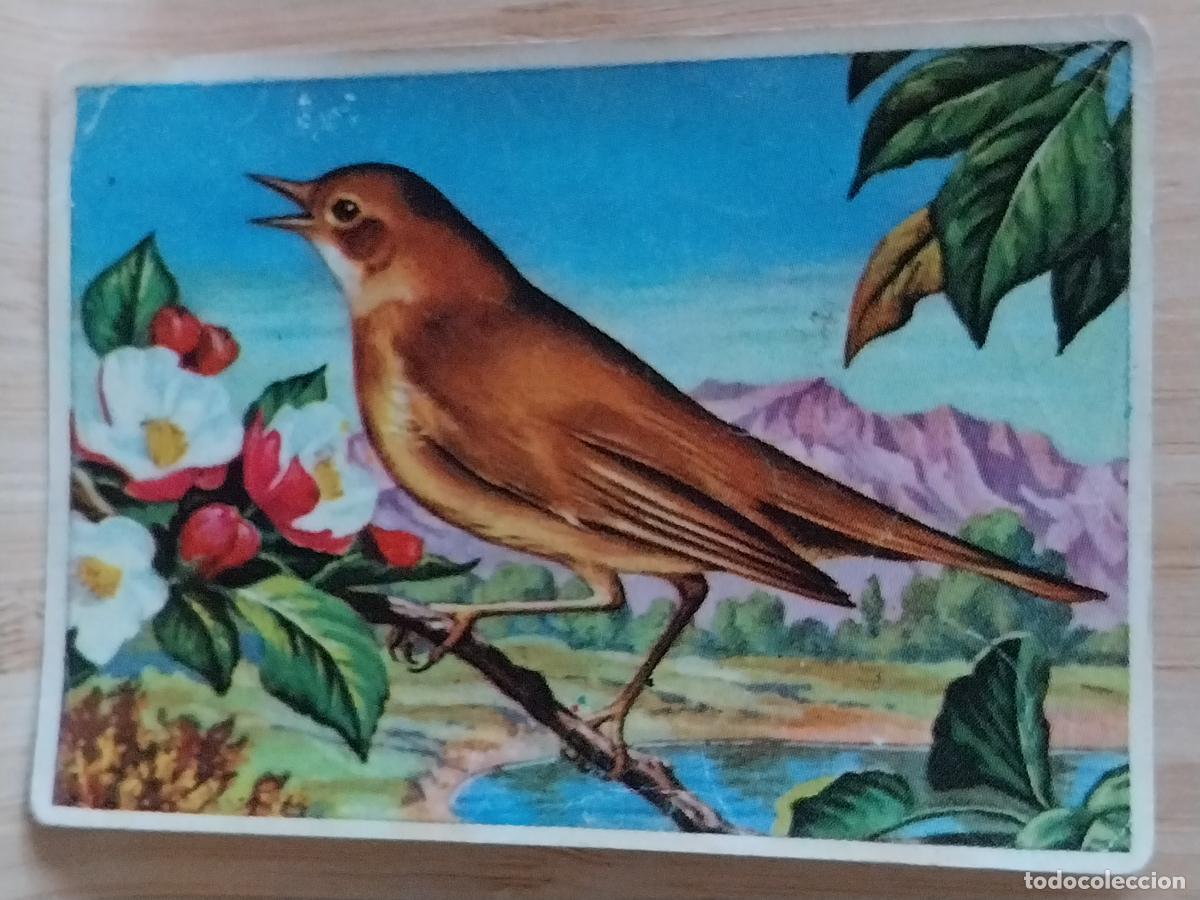 Coleccionismo Cromos antiguos: HISTORIA NATURAL RUISE&Ntilde;OR ED BRUGUERA A&Ntilde;OS 50 CROMO 209 SIN PEGAR NUNCA