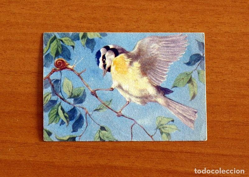Coleccionismo Cromos antiguos: Historia Natural - N&ordm; 3 Herrerillo - Editorial Afer A&ntilde;os 40 - Nunca Pegado