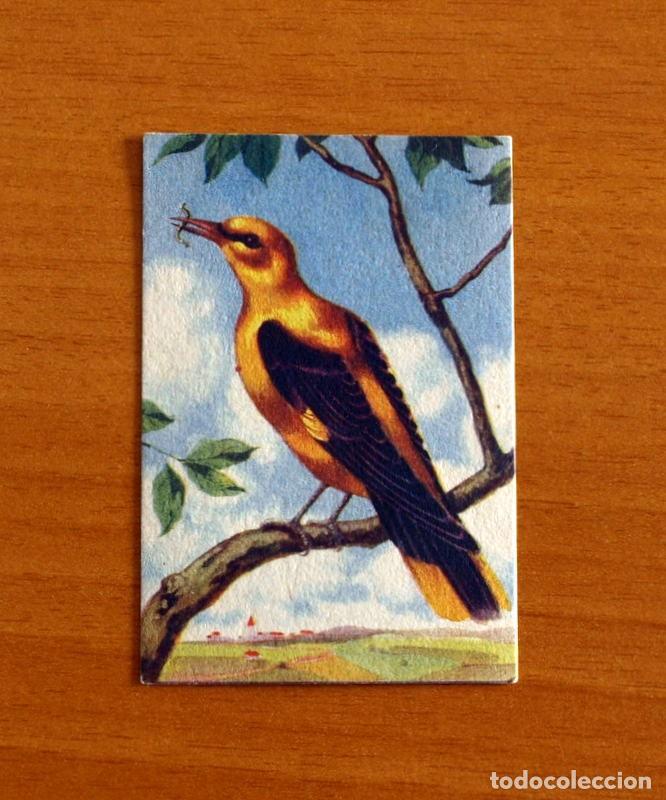 Coleccionismo Cromos antiguos: Historia Natural - N&ordm; 4 Oropendola - Editorial Afer A&ntilde;os 40 - Nunca Pegado