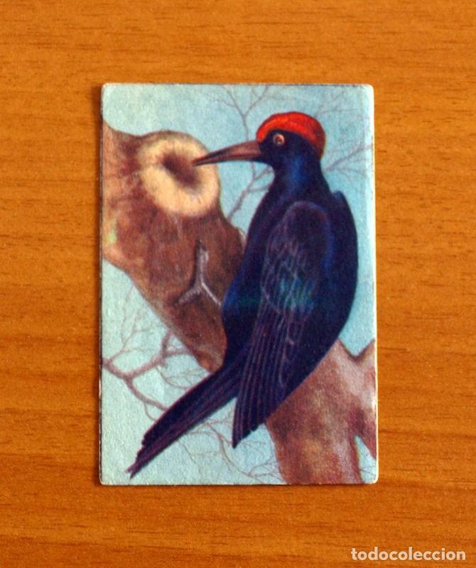 Coleccionismo Cromos antiguos: Historia Natural - N&ordm; 5 Pico Negro - Editorial Afer A&ntilde;os 40 - Nunca Pegado