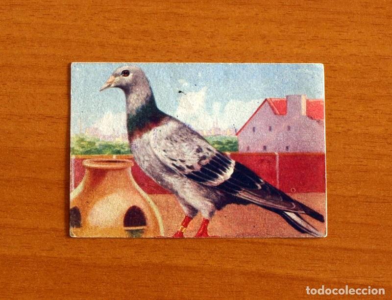 Coleccionismo Cromos antiguos: Historia Natural - N&ordm; 10 Paloma Mensajera - Editorial Afer A&ntilde;os 40 - Nunca Pegado