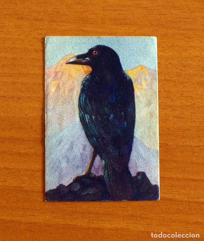 Coleccionismo Cromos antiguos: Historia Natural - N&ordm; 12 Cuervo - Editorial Afer A&ntilde;os 40 - Nunca Pegado
