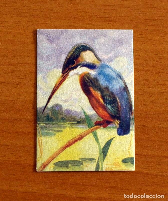 Coleccionismo Cromos antiguos: Historia Natural - N&ordm; 16 Mart&iacute;n Pescador - Editorial Afer A&ntilde;os 40 - Nunca Pegado