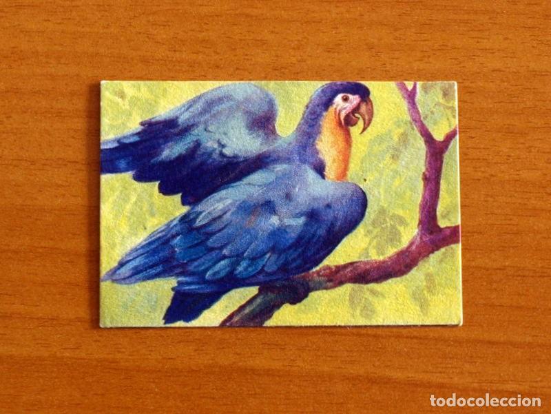 Coleccionismo Cromos antiguos: Historia Natural - N&ordm; 17 Ara - Editorial Afer A&ntilde;os 40 - Nunca Pegado