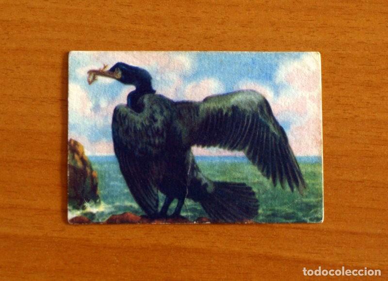Coleccionismo Cromos antiguos: Historia Natural - N&ordm; 18 Corvej&oacute;n o Cuervo Marino - Editorial Afer A&ntilde;os 40 - Nunca Pegado