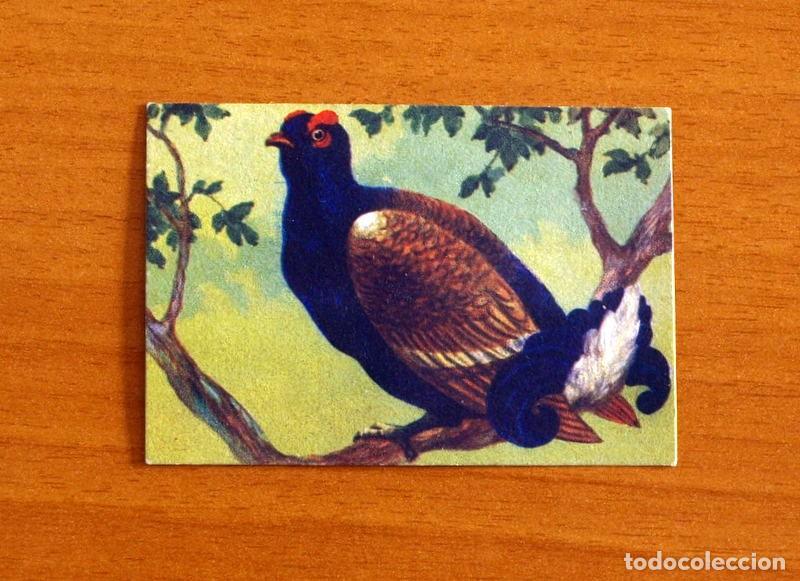 Coleccionismo Cromos antiguos: Historia Natural - N&ordm; 19 Liruro de los Abedules - Editorial Afer A&ntilde;os 40 - Nunca Pegado