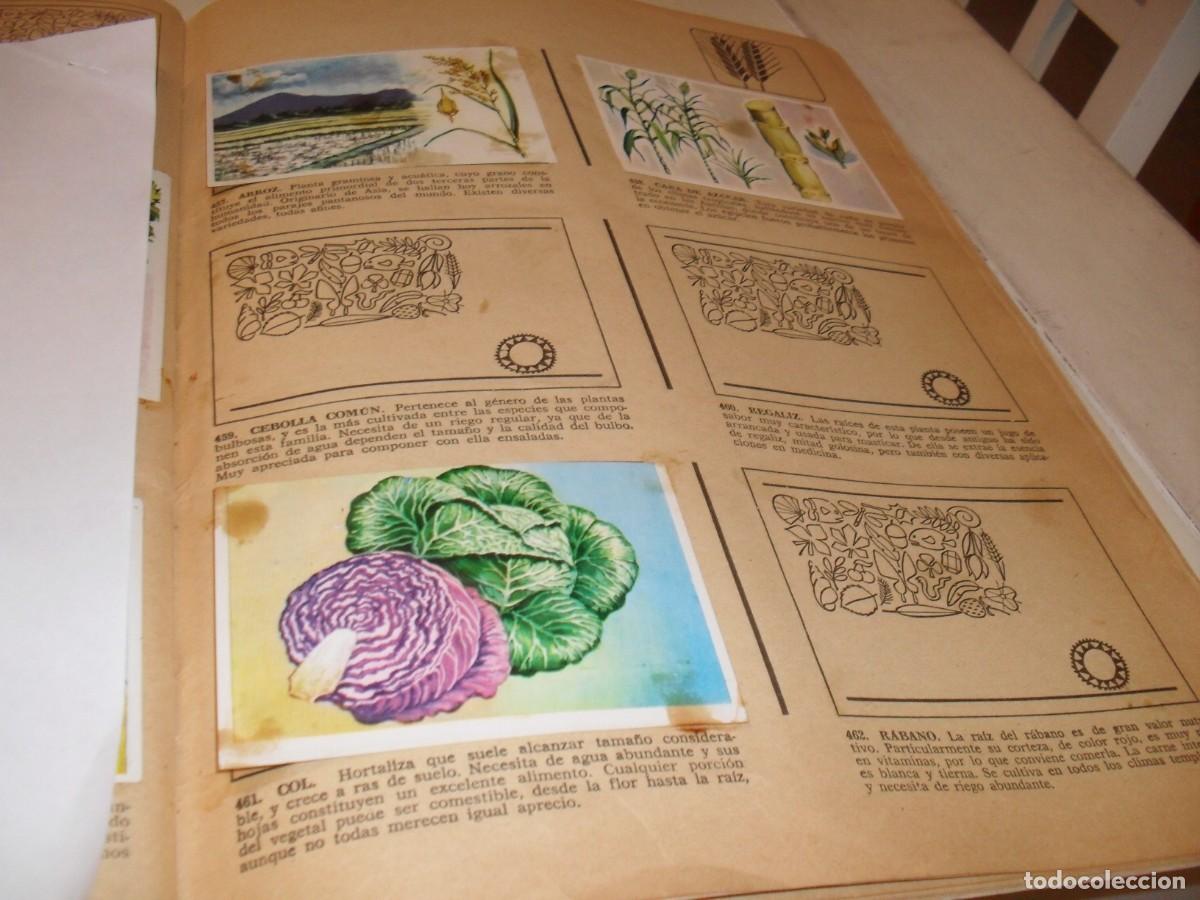 Coleccionismo Cromos antiguos: LAMINA CON 7 CROMOS PLANTAS QUE NUTREN,(LEASE),DEL ALBUM HISTORIA NATURAL,BRUGUERA,1967