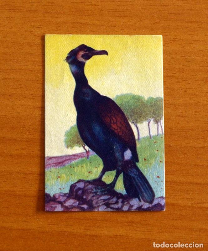 Coleccionismo Cromos antiguos: Historia Natural - N&ordm; 23 Cormoran - Editorial Afer A&ntilde;os 40 - Nunca Pegado