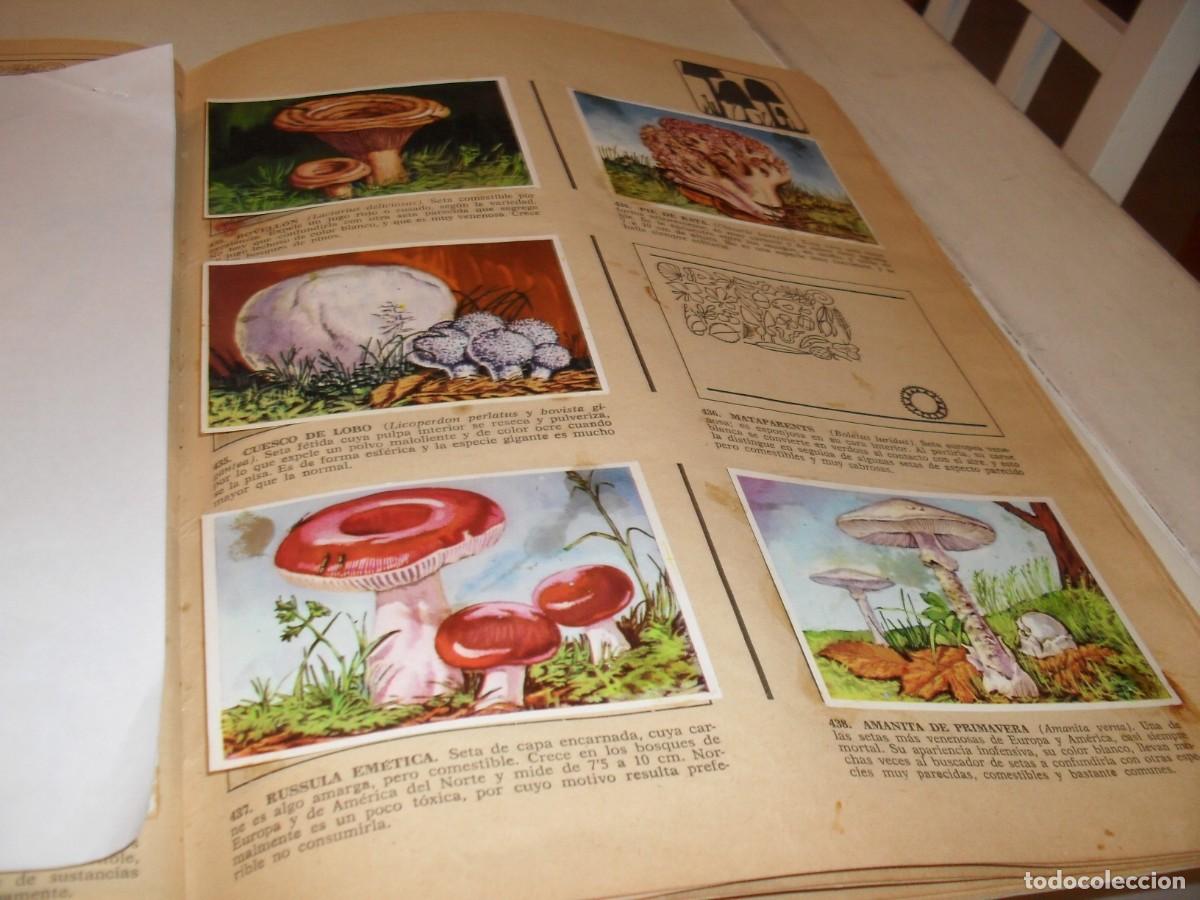 Coleccionismo Cromos antiguos: LAMINA CON 8 CROMOS SETAS,(LEASE),DEL ALBUM HISTORIA NATURAL,BRUGUERA,1967
