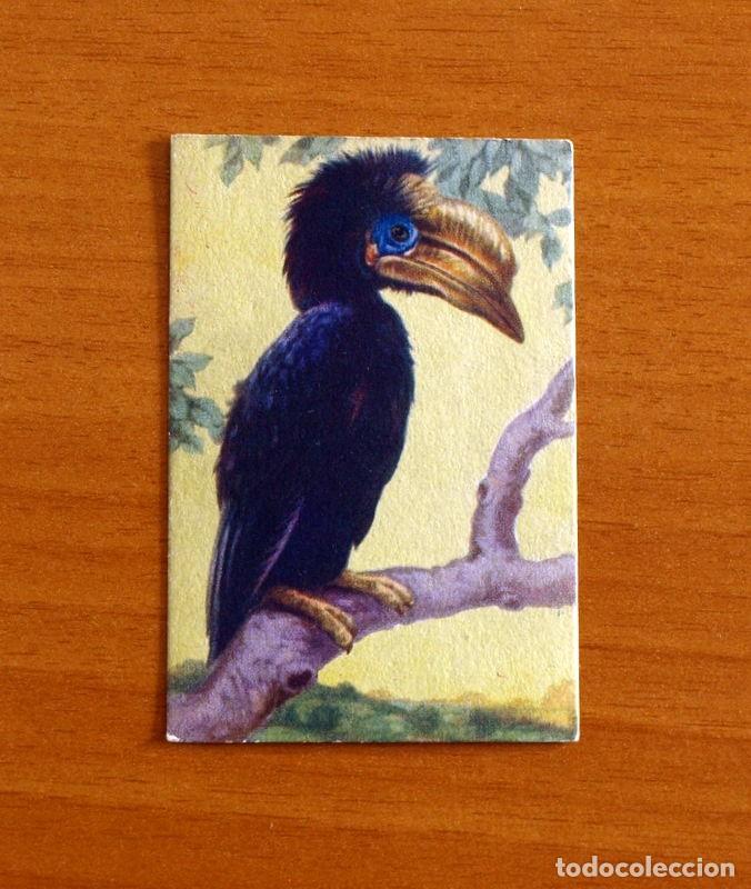 Coleccionismo Cromos antiguos: Historia Natural - N&ordm; 24 Bucero Bicornio - Editorial Afer A&ntilde;os 40 - Nunca Pegado