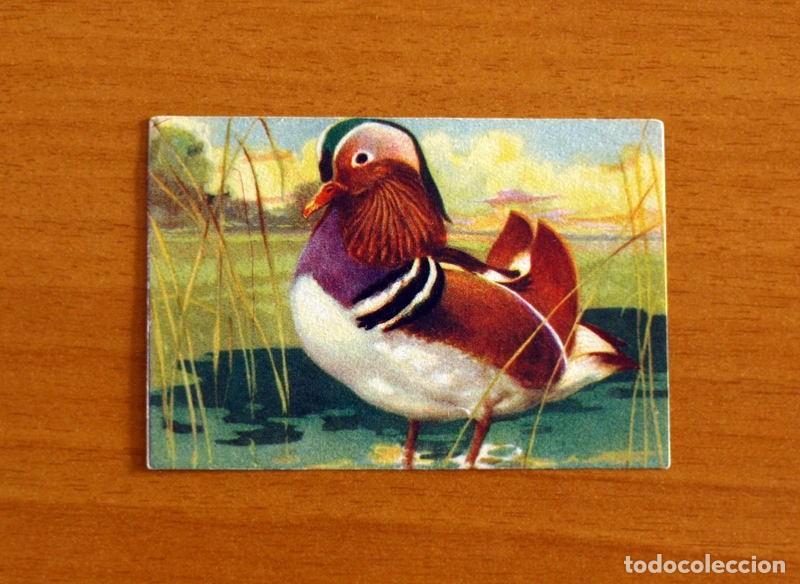 Coleccionismo Cromos antiguos: Historia Natural - N&ordm; 25 Pato Mandar&iacute;n - Editorial Afer A&ntilde;os 40 - Nunca Pegado