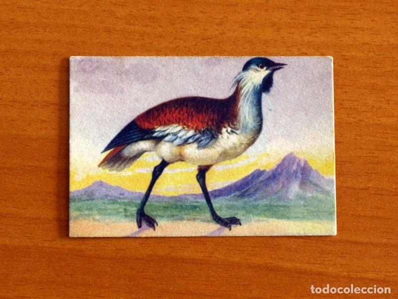 Coleccionismo Cromos antiguos: Historia Natural - N&ordm; 26 Avutarda Mayor - Editorial Afer A&ntilde;os 40 - Nunca Pegado