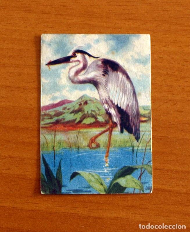 Coleccionismo Cromos antiguos: Historia Natural - N&ordm; 27 Garza - Editorial Afer A&ntilde;os 40 - Nunca Pegado