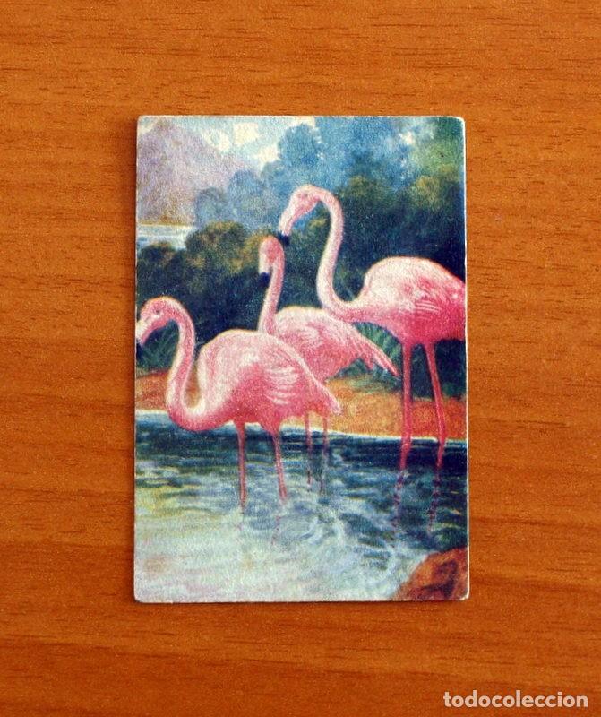 Coleccionismo Cromos antiguos: Historia Natural - N&ordm; 29 Flamenco - Editorial Afer A&ntilde;os 40 - Nunca Pegado